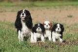 CAVALIER KING CHARLES 699